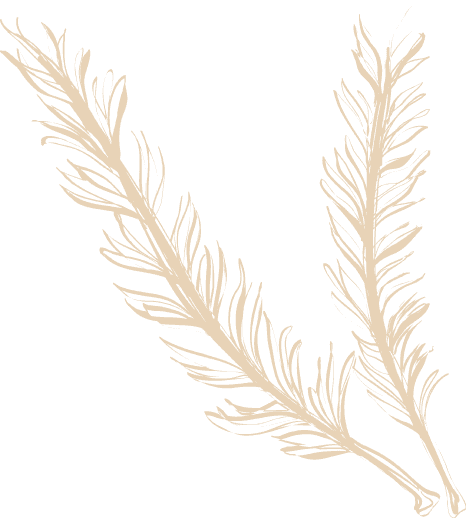 Herb